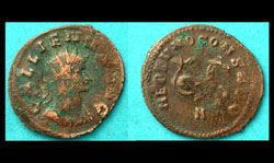 Gallienus, Zoo Issue, Hippocamp Swimming reverse